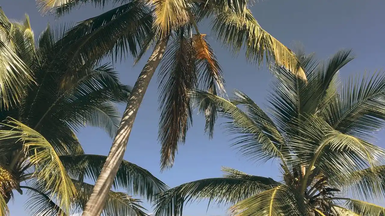林怡君头像